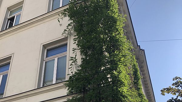 Fassadenbegrüung des Amtshaus Margaretens